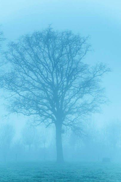 Kırsal alanda sis içindeki çıplak ağaçlar. - Fotoğraf, Görsel