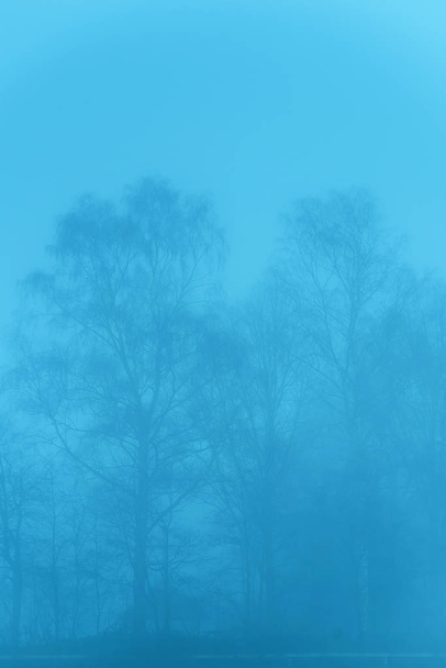 Голі дерева в тумані в сільському ландшафті
. - Фото, зображення