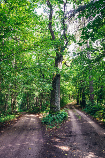 Estrada na floresta
 - Foto, Imagem