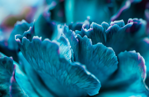 Fondo floral abstracto, flor de clavel azul. Macro flores
 - Foto, Imagen