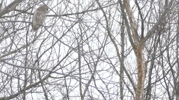 Barred Owl flies off of branch in winter to fly towards the ground  - HD 24fps - Séquence, vidéo