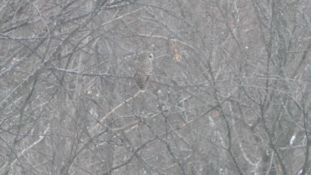 Kolory pleców Sowy to dobra technika ukrywania się, aby rozwijać się w zimie w kanadyjskim lesie - Hd 24fps - Materiał filmowy, wideo