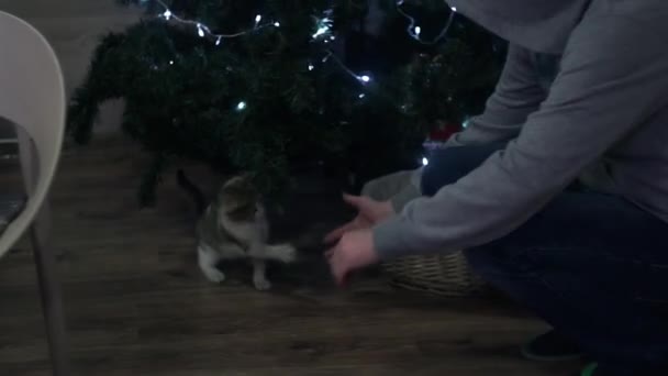 Katze spielt und kaut am Weihnachtsbaum - Filmmaterial, Video
