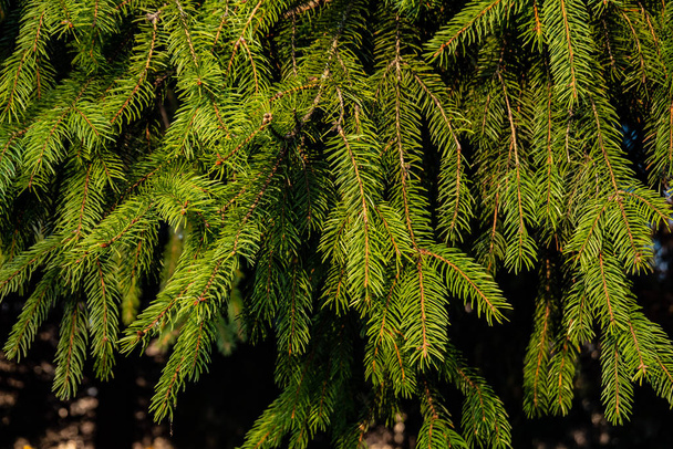 ramas de abeto verde exuberante en el bosque, primer plano
  - Foto, imagen