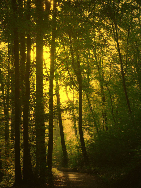Beautiful scenery of the forest - Fotografie, Obrázek
