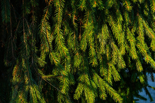 ramos de abeto exuberantes verdes na floresta, close-up
  - Foto, Imagem