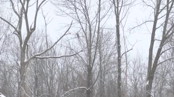 Owl flying from one tree to another in winter during light snow fall - HD 24fps - Záběry, video