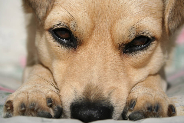 Portrait of a cute dog  - Fotografie, Obrázek
