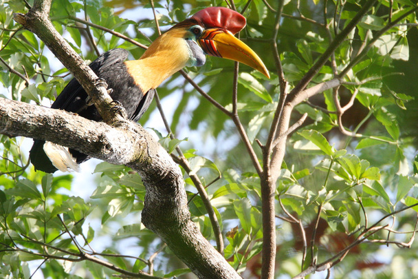 Knobbed Hornbill with large colorful bill - Photo, Image