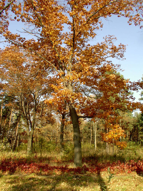 Beautiful colorful autumn foliage - Foto, immagini