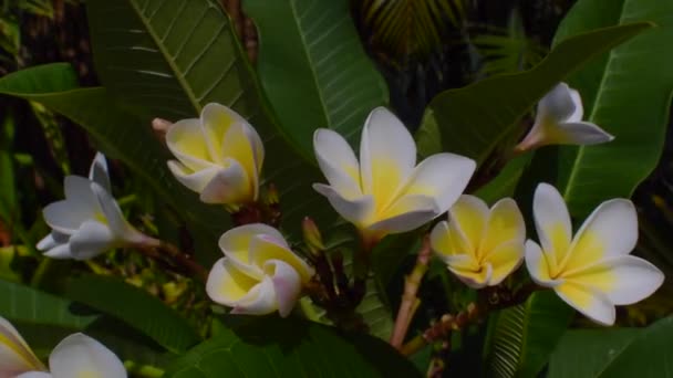 Plumeria or Frangipani flowers swaying in the wind. - Footage, Video