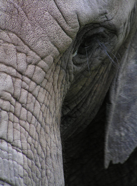 elephant animal wildlife, mammal - Foto, Imagem