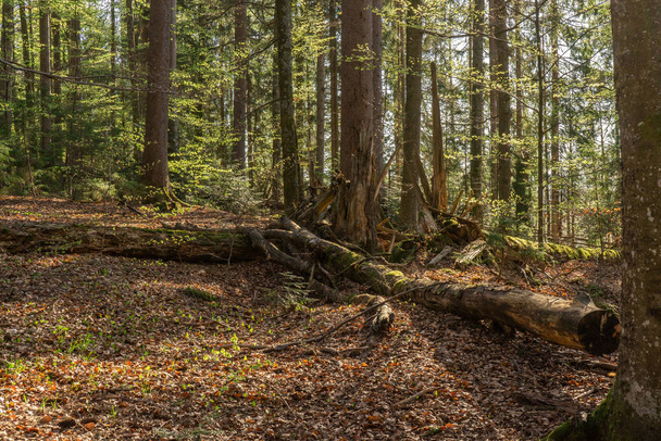 scenic view of wild nature in the forest - Valokuva, kuva