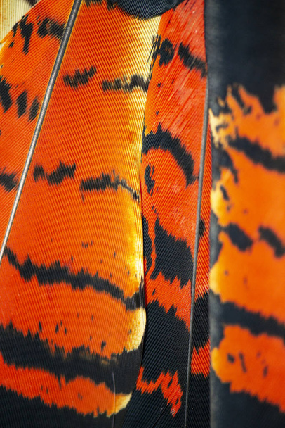 Plumas de cacatúa negra de cola roja
 - Foto, Imagen
