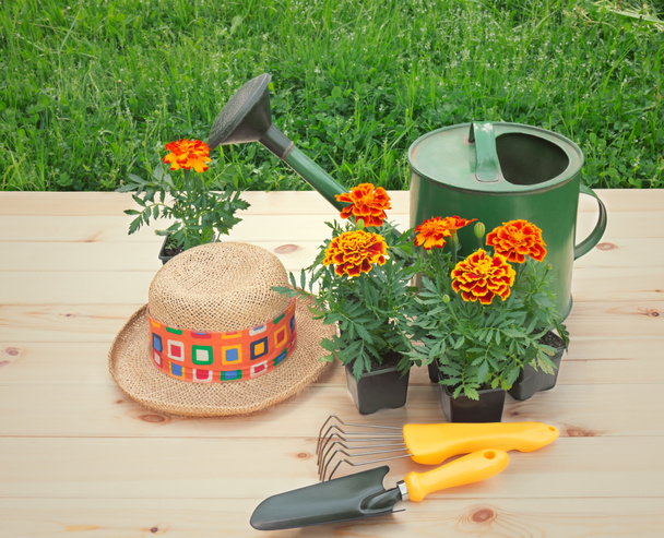 Plántulas al aire libre de flores de caléndula, sombrero de paja, herramientas de jardinería y regadera
.  - Foto, imagen
