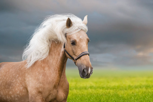Palomino Pferd mit langer Mähne Porträt in Bewegung  - Foto, Bild