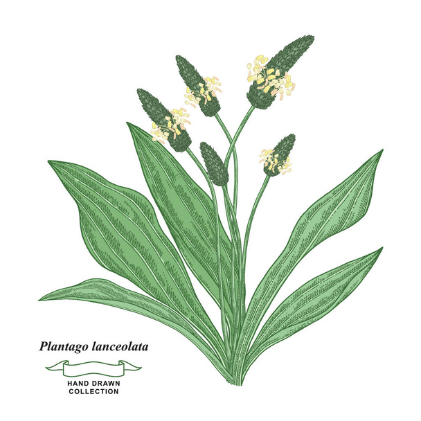 Plantago lanceolata növény elszigetelt fehér alapon. Ribwort plantain vagy angol plantain kézi rajz.Orvosi gyógynövények gyűjtemény. Vektor illusztráció botanikai. Szüreti gravírozási stílus. - Vektor, kép