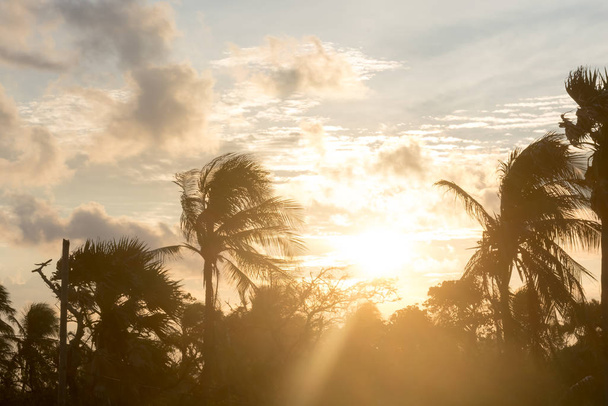 Siluetti kookos palmu tumma takaisin Lit kattoikkuna auringonvalo auringonlasku. Dramaattinen tunnelmallinen tausta. Iltahämärästä yöhön. Trooppisen saaren ilmasto. Taustaa luonto kohtaus
. - Valokuva, kuva