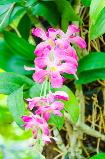 orchideák - Fotó, kép