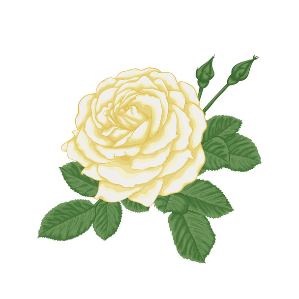 beautiful bouquet with white roses and leaves. Floral arrangement. design greeting card and invitation of the wedding, birthday, Valentine s Day, mother s day and other holiday. - ベクター画像