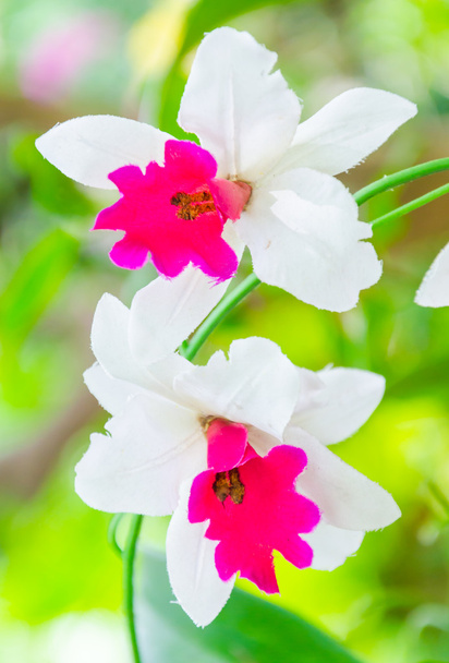 Orchideen - Foto, Bild