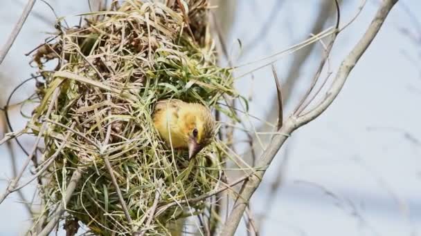 Pájaro (tejedor de oro asiático) cría macho es generalmente de color amarillo brillante con una máscara negra. Las hembras, los machos no reproductores y las aves jóvenes son de color opaco anidando un nido de aves en un árbol en la naturaleza salvaje
 - Metraje, vídeo