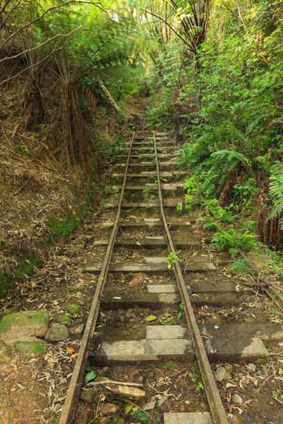 Yeni Zelanda ormanlarında maden arabaları için terk edilmiş eski bir maden tramvayı. Waiorongomai Vadisi altın madeni, 1912 'de terk edilmiş. - Fotoğraf, Görsel