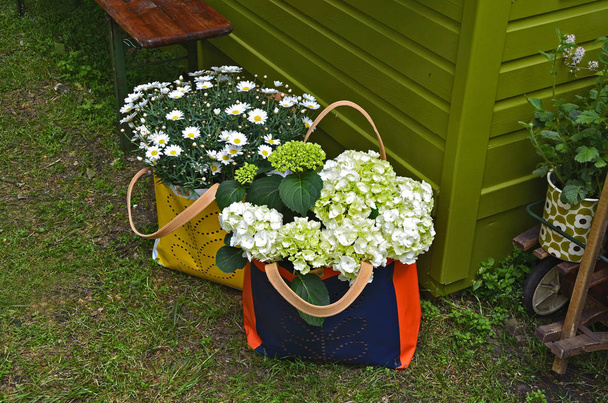 Незвичайні контейнери для квітучих ромашок і гортензій
 - Фото, зображення
