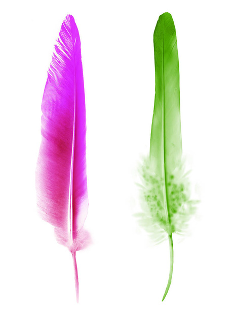 Beautiful color feather isolated on white background - Foto, Imagem