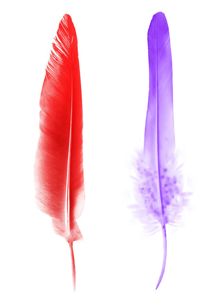 Beautiful color feather isolated on white background - Фото, изображение
