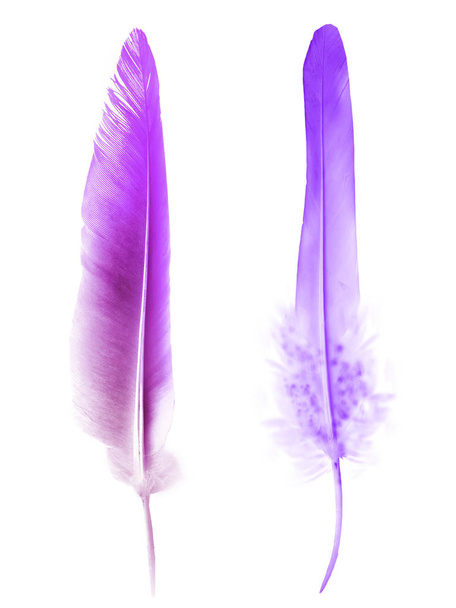 Beautiful color feather isolated on white background - Photo, Image