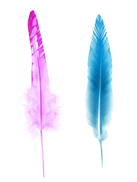 Beautiful color feather isolated on white background - Fotoğraf, Görsel