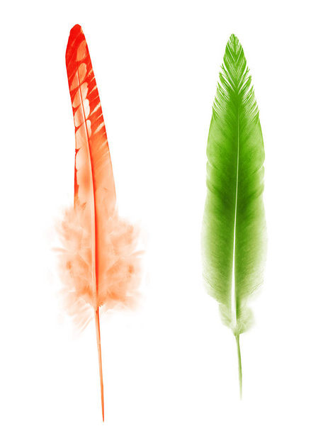 Beautiful color feather isolated on white background - Foto, imagen