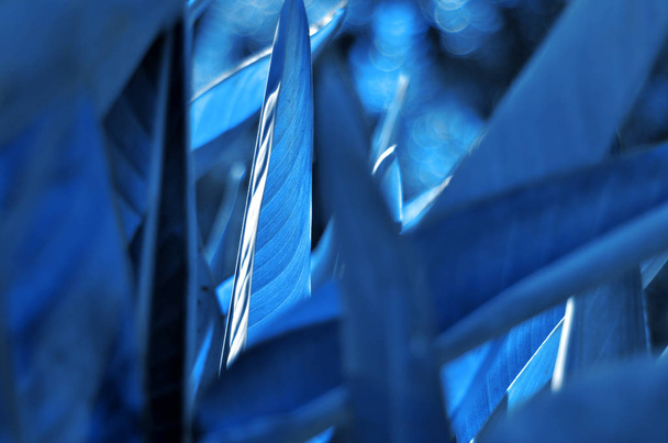  Візерунок листя рослин. Колір 2020 року Classic Blue. - Зображення
 - Фото, зображення