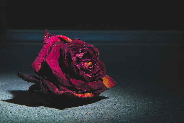 è aumentato il fiore su uno sfondo scuro con gocce di umidità
 - Foto, immagini