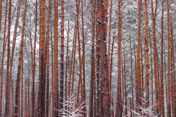 Background of the pine trunks in winter forest - Foto, Bild