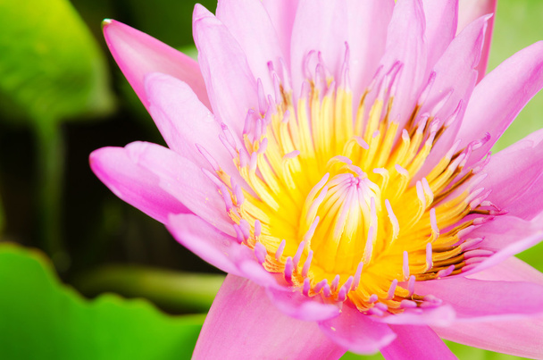Beautiful pink lotus blossom - Fotografie, Obrázek