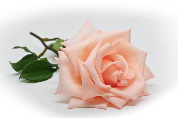 singolo fiore di rosa arancio isolato su sfondo bianco
 - Foto, immagini