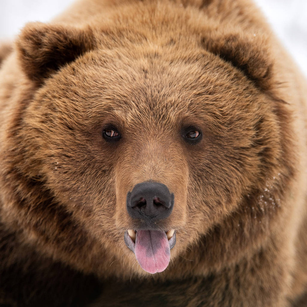 Vadon élő barna medve portré a téli erdőben - Fotó, kép