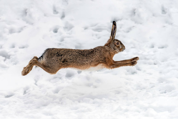 Заєць біжить на зимовому полі
 - Фото, зображення