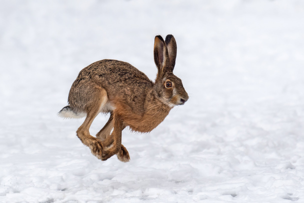 Liebre corriendo en el campo de invierno
 - Foto, imagen
