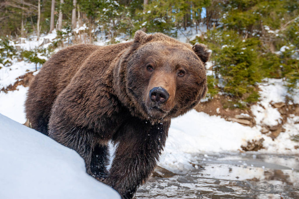 Vadon élő barna medve erdőben tó közelében - Fotó, kép