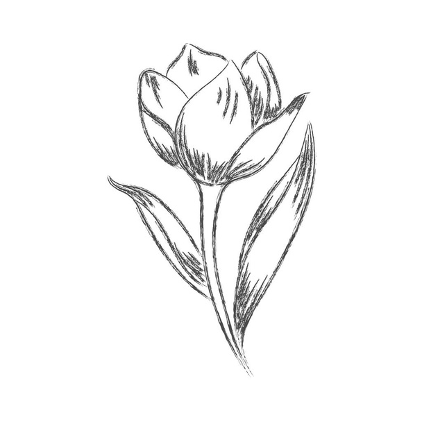 Vector pencil drawing of a flower with leaves isolated on a whit - Вектор,изображение