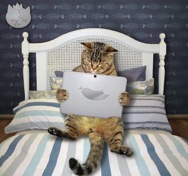 Cat with laptop lies on bed - Фото, изображение