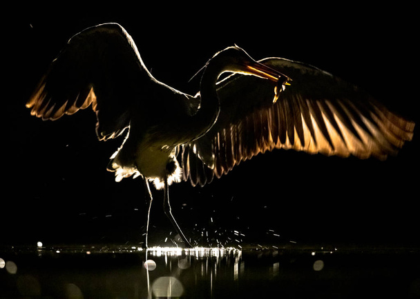Silueta de Garza Gris con alas extendidas por la noche
 - Foto, imagen