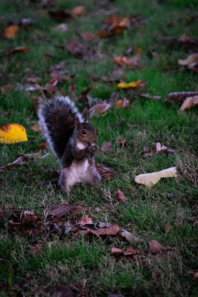 A vertical shot of a cute squirrel hanging out int he middle of the park - Photo, image