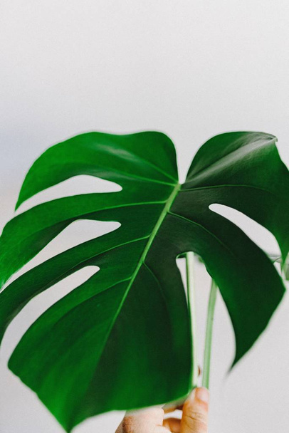 Vertical closeup shot of a green leaf on a white background - Valokuva, kuva