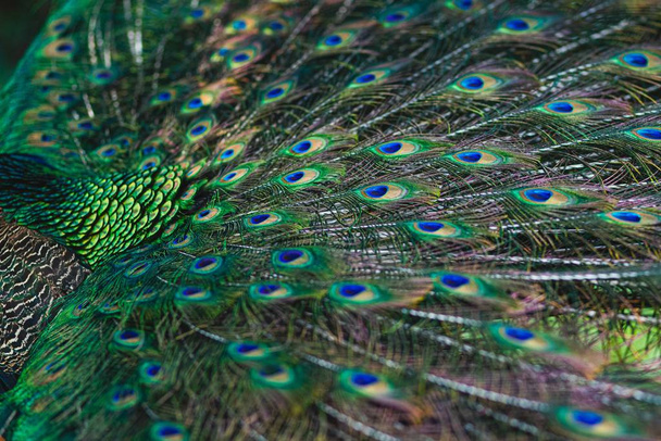 A closeup of peacock feathers under sunlight with a blurry background - 写真・画像