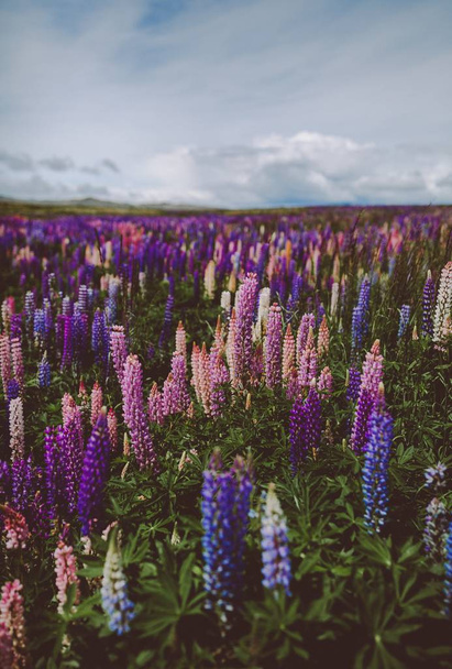 Lavender garden in New Zealand under a cloudy sky with a blurry background - Zdjęcie, obraz