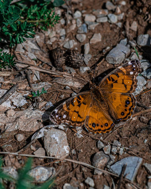 A closeup shot of a beautiful butterfly on the ground - Foto, imagen